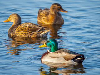 wild ducks on a pond in winter - The mallard (Anas platyrhynchos) duck
