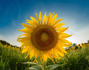 One closeup, bright yellow sunflower in a field of sunflowers.