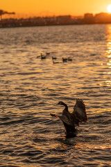 Canadian Goose Sunrise Vancouver