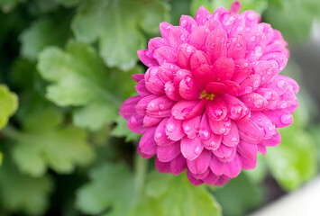 close up of pink dahlia immediately after rain