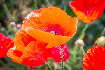 red poppy flowers