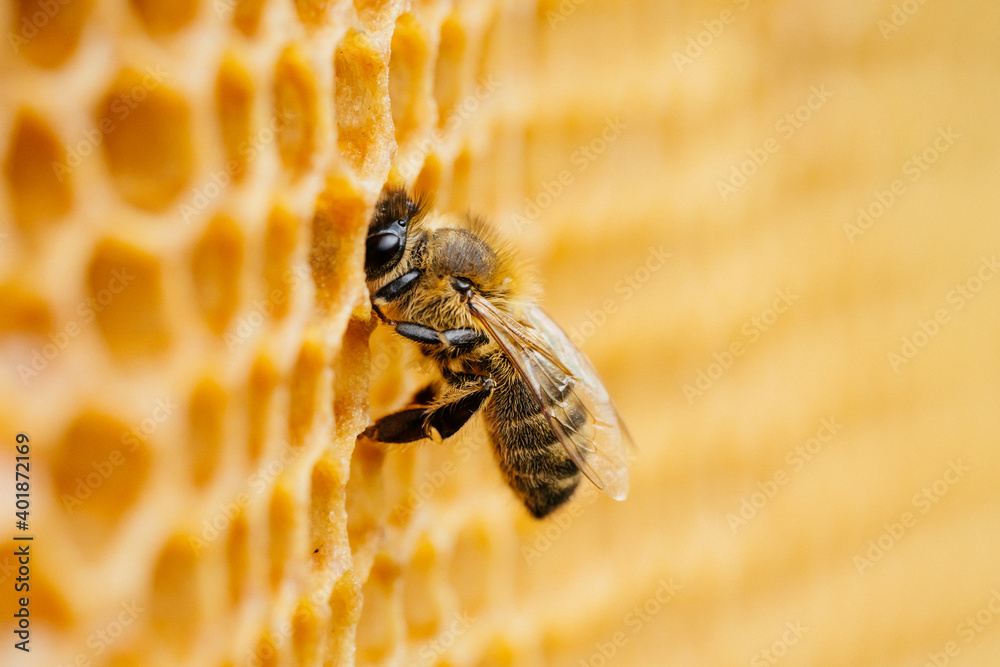 Wall mural macro photo of working bees on honeycombs. beekeeping and honey production image