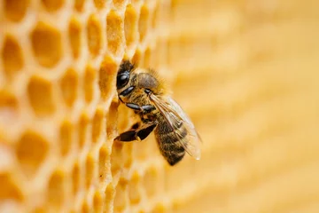 Keuken foto achterwand Bij Macrofoto van werkende bijen op honingraten. Afbeelding bijenteelt en honingproductie