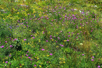 wild purple and yellow flowers in the mountain field