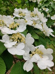 Flowers deep in forest