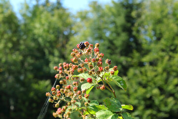 closeup of a bunch of wild ripening blackberries in the mountain forest on a blurred green background