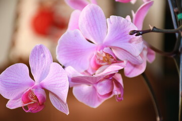 flor de orquídea morada en compañia de sus hermanas