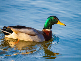 wild duck on a pond in winter - The mallard (Anas platyrhynchos) duck