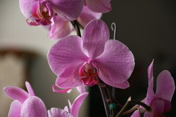 Fototapeta na wymiar orquídea morada