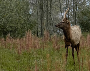 Obraz na płótnie Canvas elk, antlers 