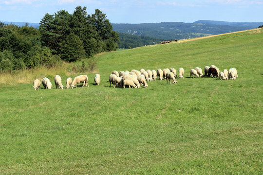 flock of white sheep gazing the grass on the green pasture during bright summer day in the mountains
