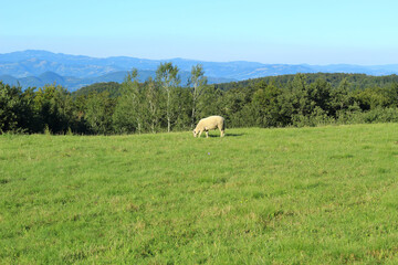 one white sheep gazing on a fresh green pasture in the mountain during bright summer day