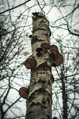 Pilze auf Bäumen im Wald