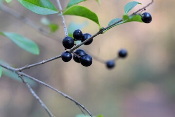 closeup of wild black berries on the branch in the forest