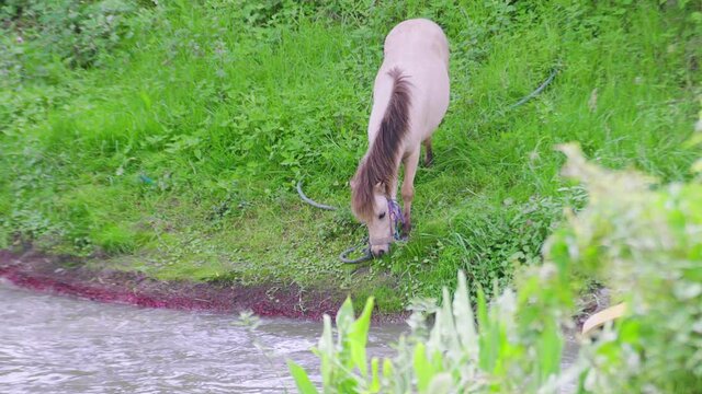 Toma general de un hermoso y peque&ntilde;o Poni de color blanco comiendo pasto cerca de un r&iacute;o con agua cristalina y limpia.