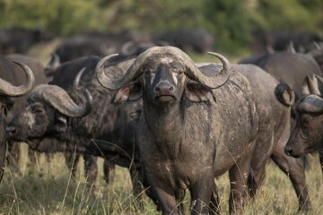 Dominant cape buffalo bull takes aggressive stance in front of heard in the Maasai Mara Reserve in...