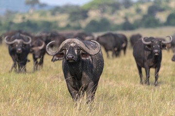 Dominant cape buffalo bull takes aggressive stance in front of heard in the Maasai Mara Reserve in...