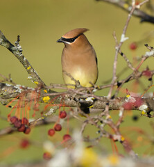 a Cedar waxwing, Bombycilla cedrorum perched on a tree branch of a crabapple in fruit