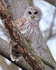Barred Owl, Strix varia, with eyes open sitting on branch staring at camera
