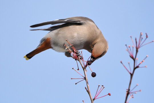 a Bohemian Waxwing, Bombycilla garrulus, perched on a tree branch of a crabapple in fruit reacing down to eat fruit