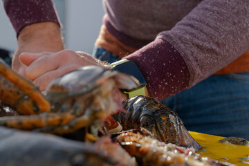cutting and preparing a fresh Galician lobster to cook a rice or lobster paella