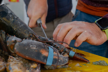 cutting and preparing a fresh Galician lobster to cook a rice or lobster paella