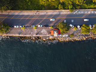 flowers in the field