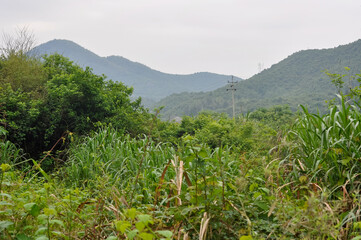 grass and mountains
