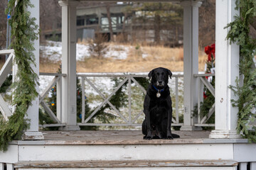 Black labrador retriever dog sits on a whitewashed gazebo in a park, decorated for the Christmas...