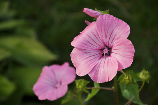 petals of pink lavatera flowers in garden