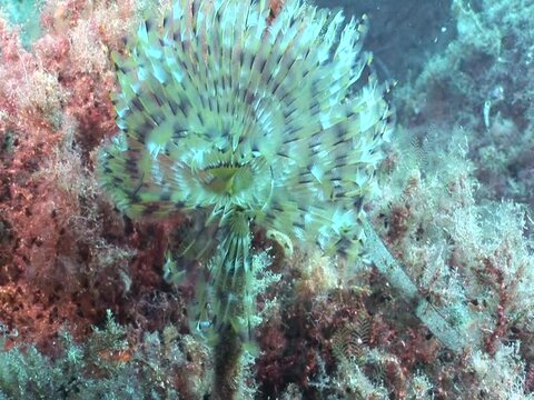 tube worm fan worm underwater swing underwater close up ocean scenery behaviour