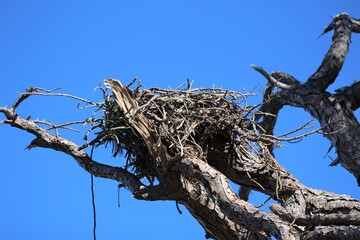 A Osprey Nest in a Tree in St. Andrew's State Park in Florida