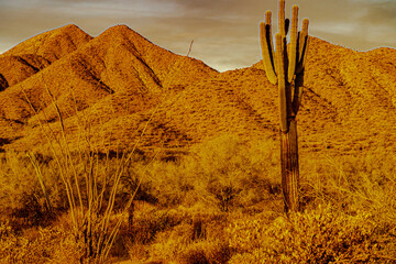 Sunset lights the desert landscape