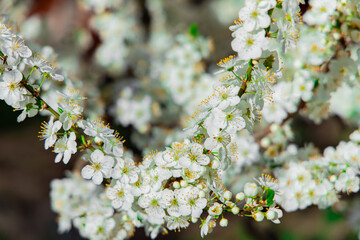 soft focus spring blossom season April month time white flowers on bare tree branches garden floral scenic view environment space concept photography