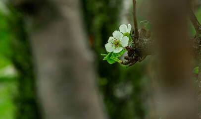 soft focus white flower on tree branch spring time blossom season of April with unfocused blurred background scenic view