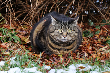 Eine Katze auf Herbstlaub schaut böse und mit angelegten Ohren