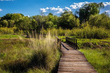 Fototapeta premium A boardwalk winds through the sunflowers of Arivaca Wetlands. Southeast Arizona.