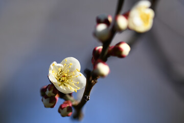 早春の公園に咲く梅の花