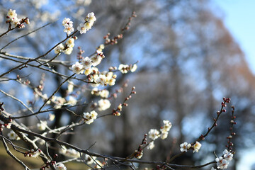 早春の公園に咲く梅の花