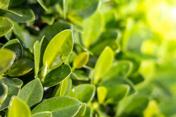Close Up green leaf under sunlight in the garden. Natural background with copy space.
