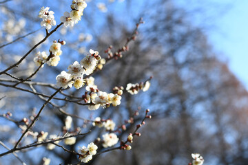早春の公園に咲く梅の花