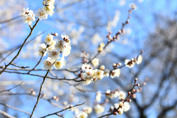 早春の公園に咲く梅の花