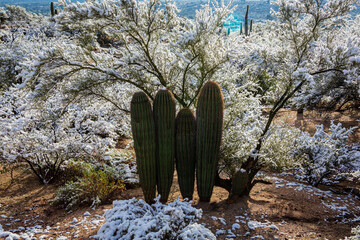 The rare sight of snow in the Sonoran Desert of Arizona.