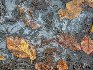 Autumn leaves in forest