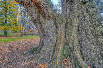 Autumn in Central Park