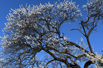 早春の公園に立派な木に咲く梅の花