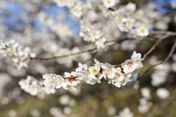 早春の公園に咲く梅の花