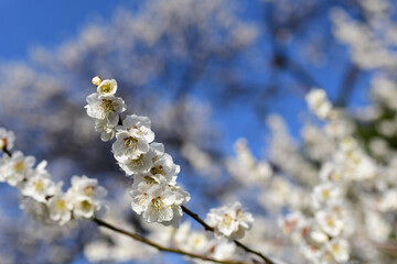 早春の公園に咲く梅の花