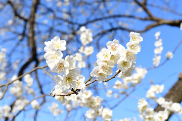 早春の公園に咲く梅の花