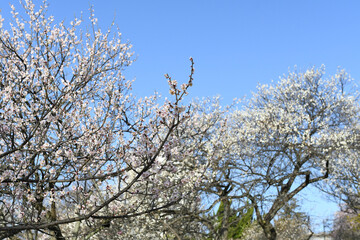 早春の公園に咲く梅の花
